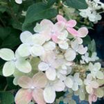 Hortensia paniculé 'Switch Ophelia'