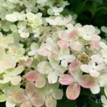 Hortensia paniculé 'Switch Ophelia'
