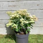 Hortensia paniculé 'Switch Ophelia'