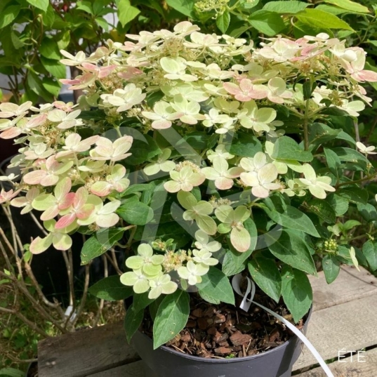 Hortensia paniculé 'Switch Ophelia'