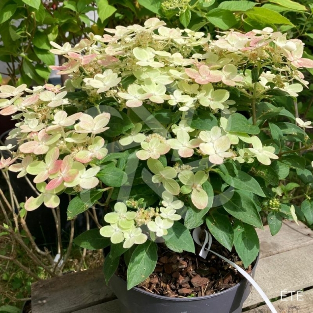 Hortensia paniculé 'Switch Ophelia'