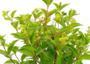 Hydrangea paniculata 'Prim White'