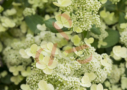 Hydrangea paniculata 'Prim White'