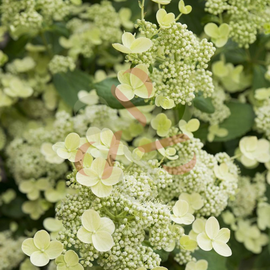 Hydrangea paniculata 'Prim White'