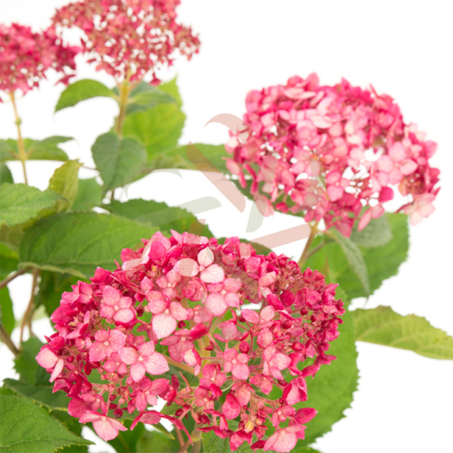 Hydrangea arborescens 'Ruby Annabelle' disponible en notre magasin en ligne de plantes