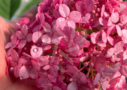 Hydrangea Ruby Anabelle - Hortensia couleur ruby