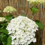 Hydrangea arborescens 'Strong Annabelle'