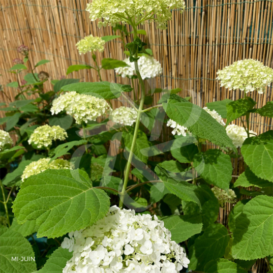 Hydrangea arborescens 'Strong Annabelle'