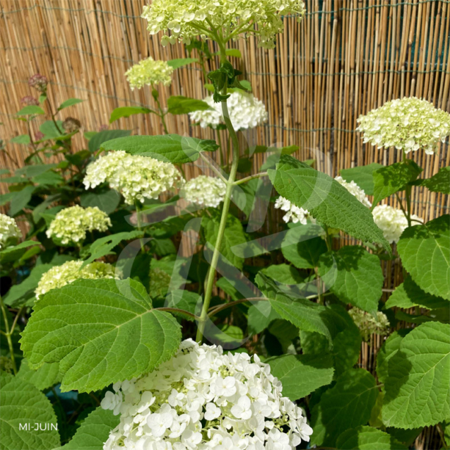 Hydrangea arborescens 'Strong Annabelle'