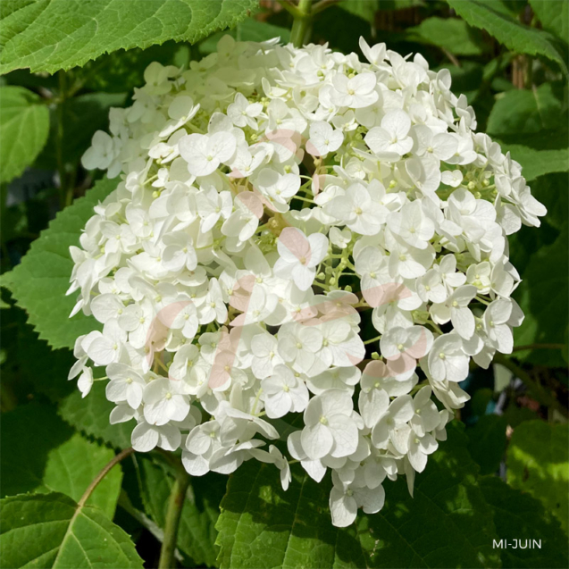 Hydrangea arborescens 'Strong Annabelle'