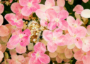 Hydrangea Switch Ophelia - Magnifique hortensia avec changement de couleurs pendant la saison