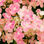 Hydrangea Switch Ophelia - Magnifique hortensia avec changement de couleurs pendant la saison