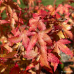 Acer palmatum 'Little Princess' (Kiohime)