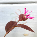 Loropetalum chinense 'Fire dance'