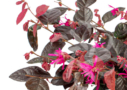 Loropetalum chinense 'Fire dance'