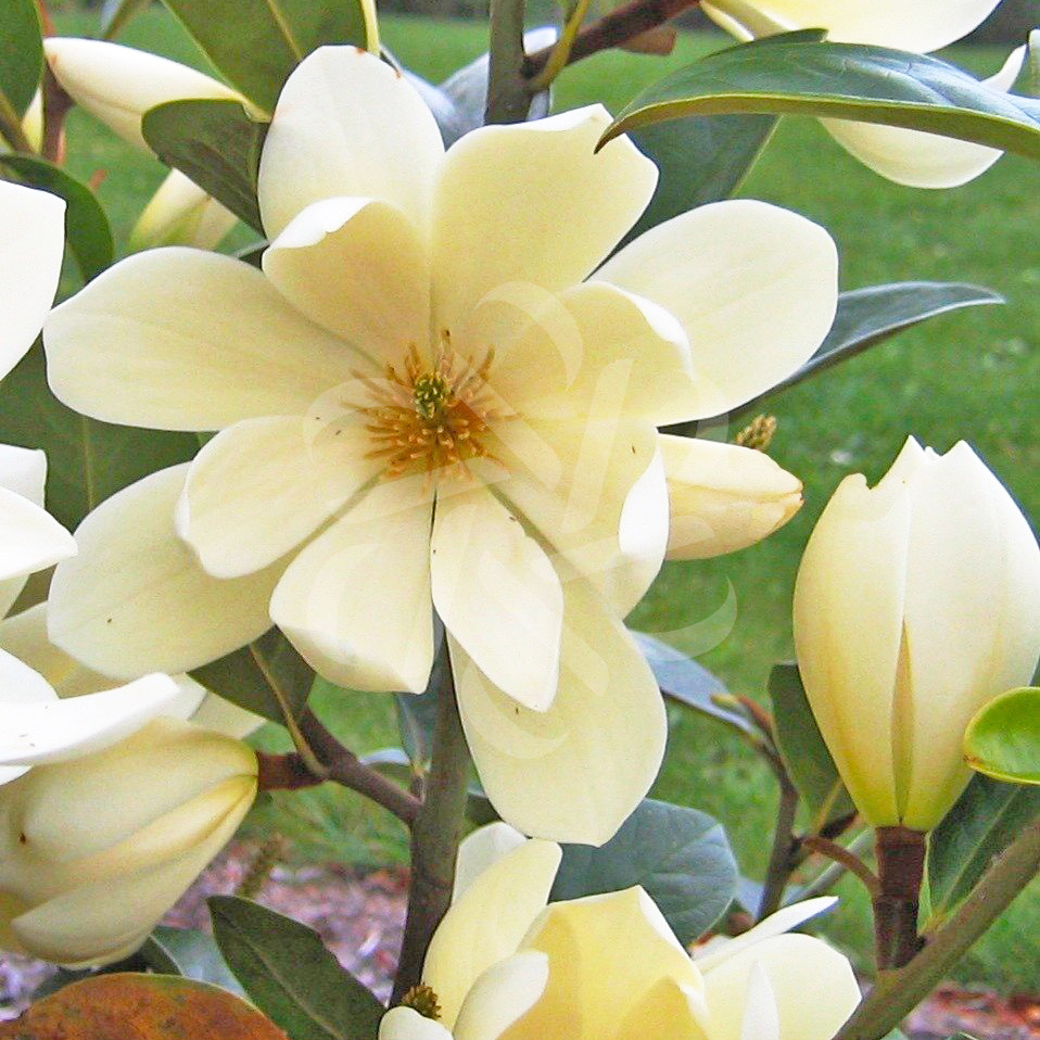 Magnolia Plante Palmatia Plantes