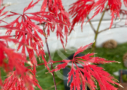 Acer palmatum 'Michiko' - Érable du Japon