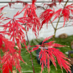 Acer palmatum 'Michiko' - Érable du Japon