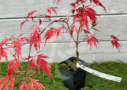 Acer palmatum 'Michiko' - Érable du Japon