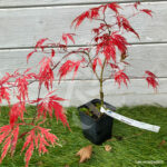 Acer palmatum 'Michiko' - Érable du Japon