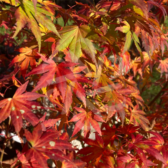 Acer palmatum 'Orange Dream'