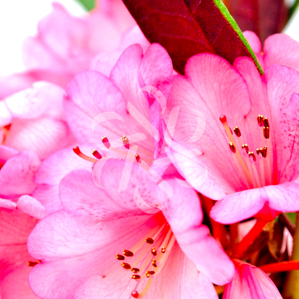 Rhododendron Wine and Roses - magnifique azalea chez Palmatia magasin en ligne de Plantes