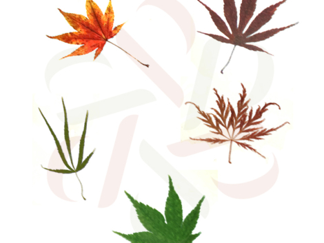 Érables du Japon - Identification feuilles
