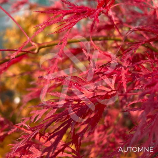 Acer palmatum 'Emerald Lace' - Érable du Japon dissectum