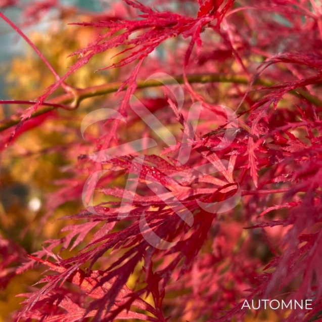 Acer palmatum 'Emerald Lace' - Érable du Japon dissectum