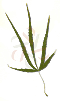 Acer palmatum groupe linearilobum