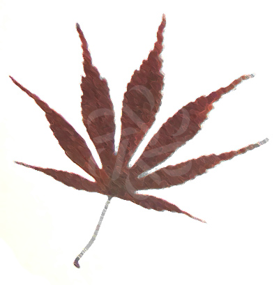 Acer palmatum groupe matsumurae