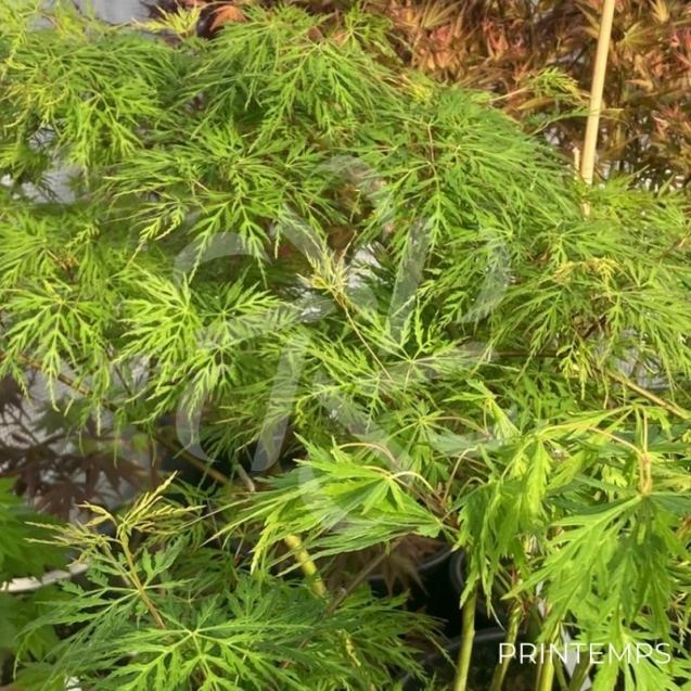 Acer palmatum 'Emerald Lace' - Érable du Japon dissectum