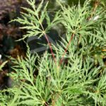 Acer palmatum 'Emerald Lace' - Érable du Japon dissectum