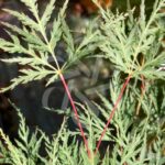 Acer palmatum 'Emerald Lace' - Érable du Japon dissectum
