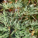 Acer palmatum 'Emerald Lace' - Érable du Japon dissectum