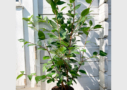Camellia japonica ‘High Fragrance’