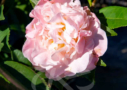 Camellia japonica ‘High Fragrance’