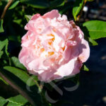 Camellia japonica ‘High Fragrance’