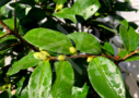 Camellia japonica ‘Winter Perfume Pearl’