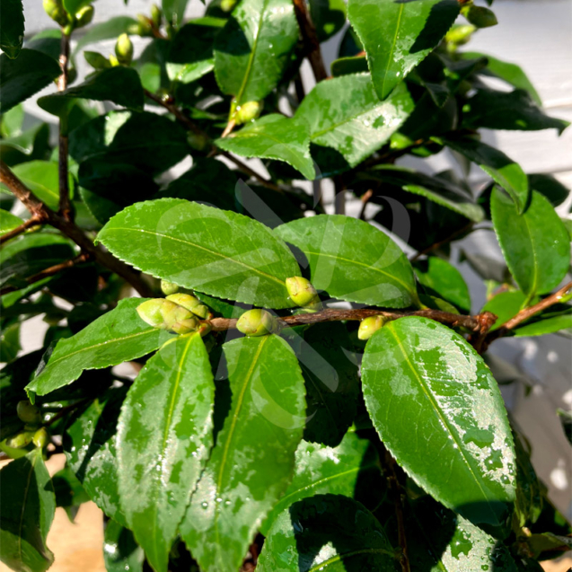 Camellia japonica ‘Winter Perfume Pearl’