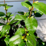 Camellia japonica ‘Winter Perfume Pink’