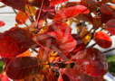 Cotinus coggygria Lilla - Arbre à perruque nain.