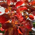 Cotinus coggygria Lilla - Arbre à perruque nain.