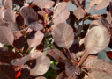 Cotinus coggygria Lilla - Arbre à perruque nain.