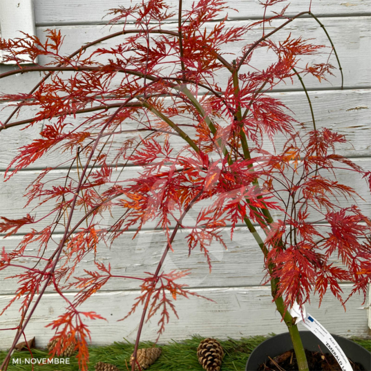 Acer palmatum 'Emerald Lace'