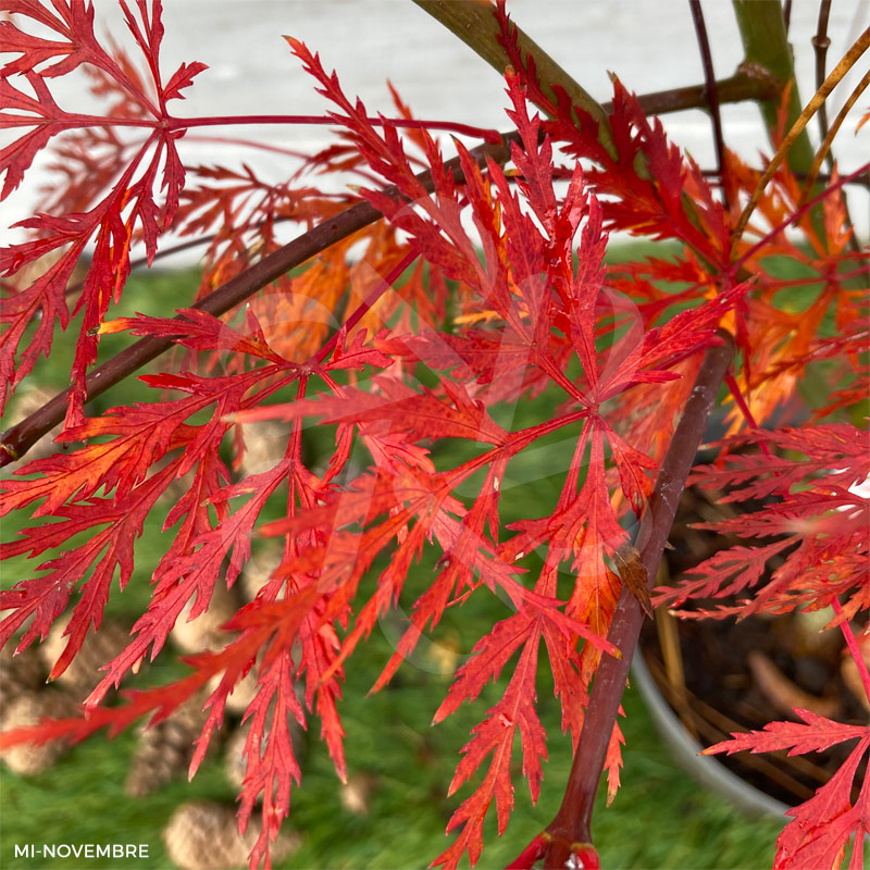 Plant In A Box Érable Du Japon Acer Palmatum 'Orange Dream' - Hauteur 35-55cm Pot 15cm