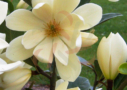 Magnolia 'Fairy Blush' - Michelia