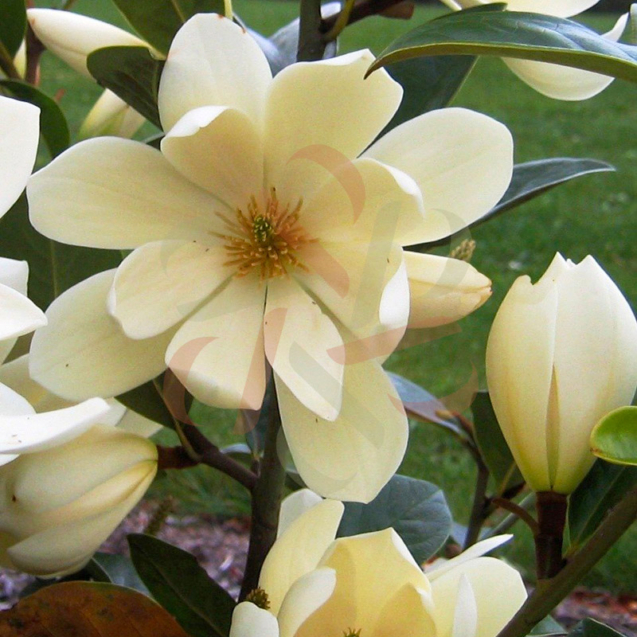 Magnolia 'Fairy Blush' - Michelia