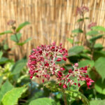 Hydrangea arborescens 'Pink Annabelle'