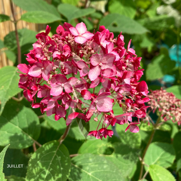 Hydrangea arborescens 'Pink Annabelle'